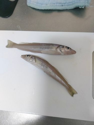 シロギスの釣果