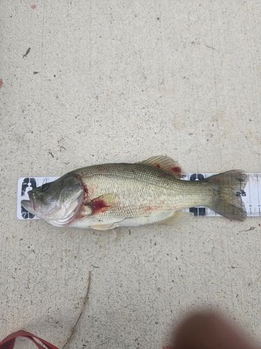 ラージマウスバスの釣果