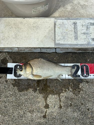 ヘラブナの釣果