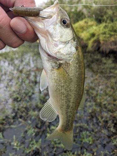 ラージマウスバスの釣果