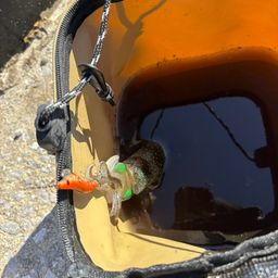 アオリイカ