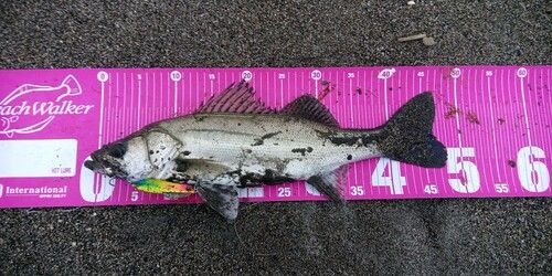 フッコ（マルスズキ）の釣果