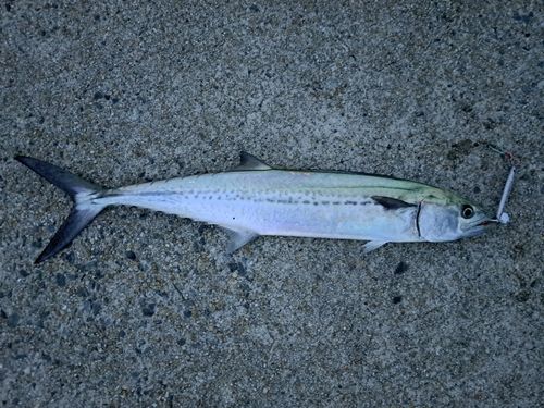 サゴシの釣果