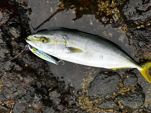 フクラギの釣果