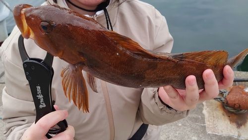 アイナメの釣果