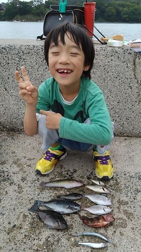 グレの釣果