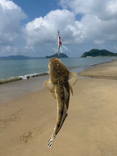 マゴチの釣果