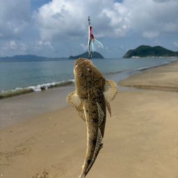 マゴチ