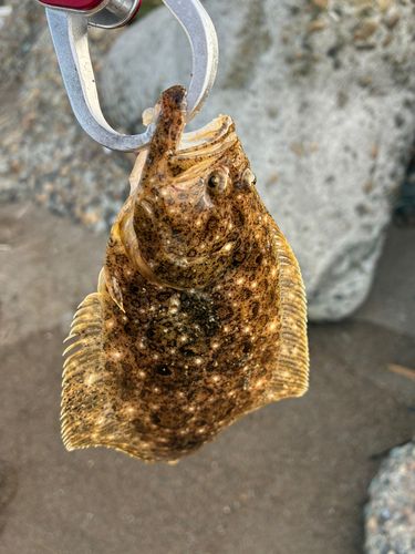 カマスの釣果