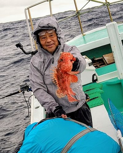 オニカサゴの釣果