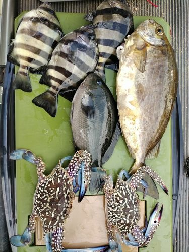 釣果