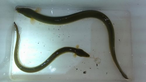 ウナギの釣果