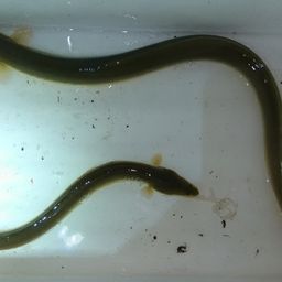 ウナギ