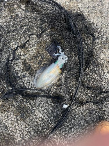 宇和海