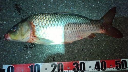 コイの釣果