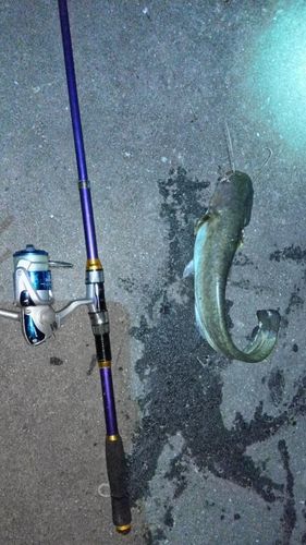 ニホンナマズの釣果