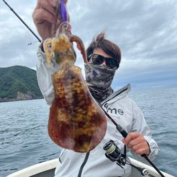 アオリイカ