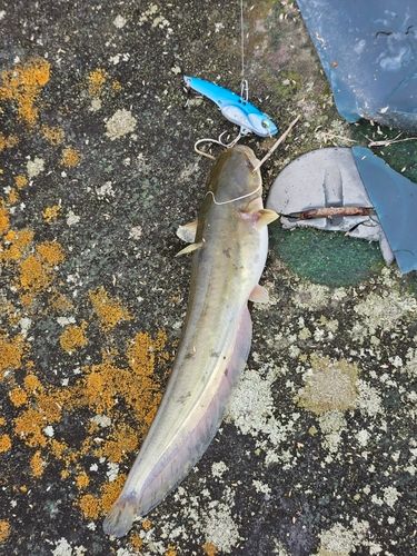 ニホンナマズの釣果