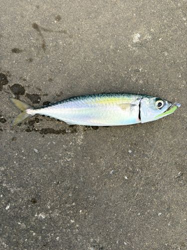 サバの釣果
