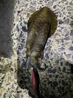 アオリイカの釣果