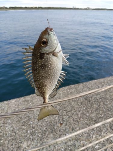 アイゴの釣果