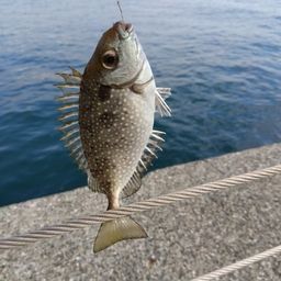 アイゴ