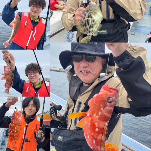 マダイの釣果