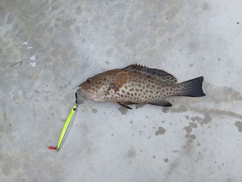オオモンハタの釣果