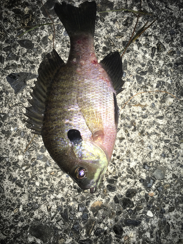 ブラックバスの釣果