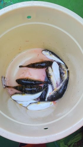 コモンフグの釣果