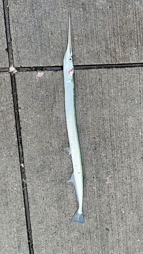 ダツの釣果
