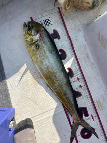 釣果