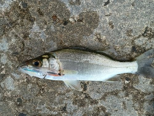 セイゴ（マルスズキ）の釣果