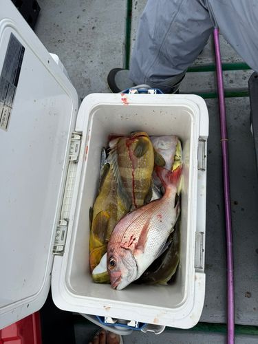 タイの釣果