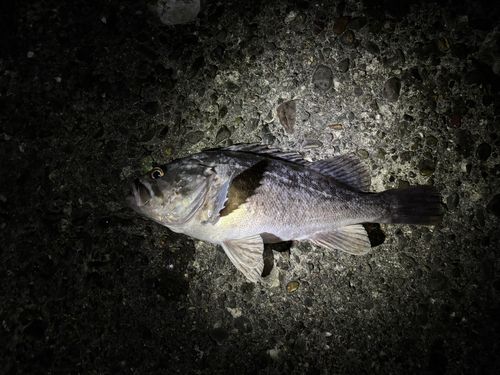 クロソイの釣果