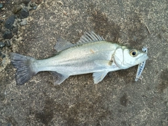 セイゴ（マルスズキ）の釣果