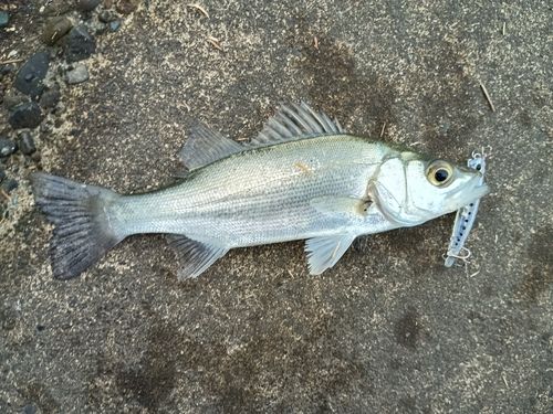 表浜名湖