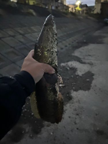 ライギョの釣果