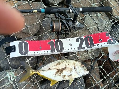 ギンガメアジの釣果