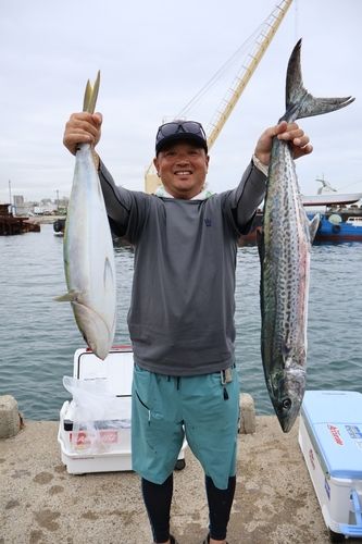 サワラの釣果