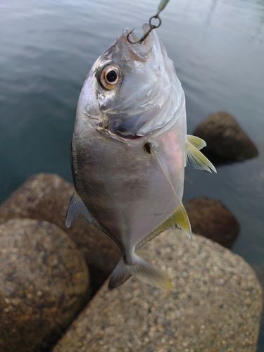 メッキの釣果