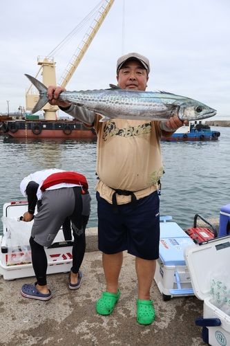 サワラの釣果