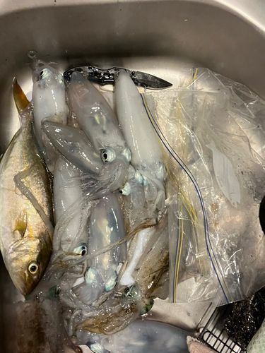 ショゴの釣果
