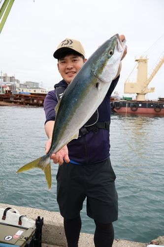 メジロの釣果