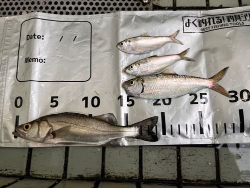 セイゴ（マルスズキ）の釣果