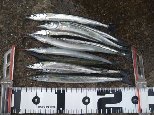 サヨリの釣果