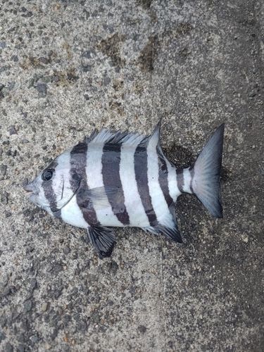サンバソウの釣果