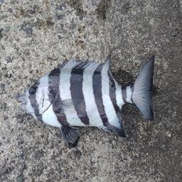 サンバソウ