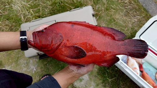 アザハタの釣果