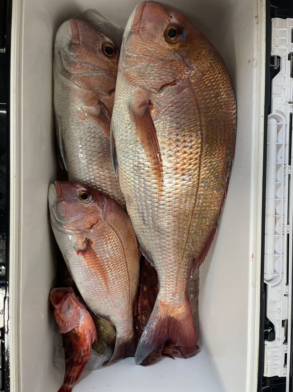 ちゃぼ玉さんの釣果 1枚目の画像